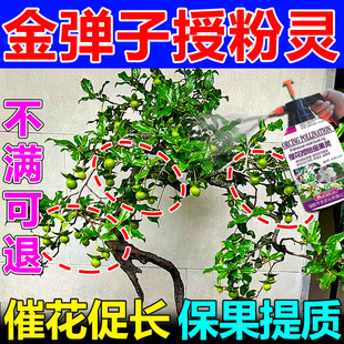 金弹子授粉药保花保果防落果专用盆景挂果生根粉化肥养花通用肥料