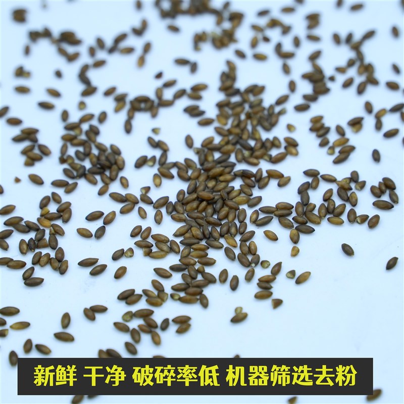 脱壳加纳利籽无壳新加纳利子去壳白尖无壳加纳利子金丝雀虉草籽