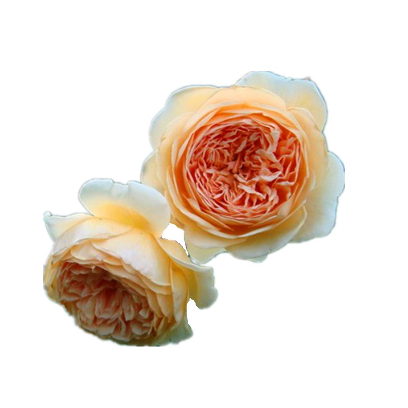 玛格丽特王妃藤本黄色月季花苗盆栽花卉浓香阳台四季开花蔷薇爬藤