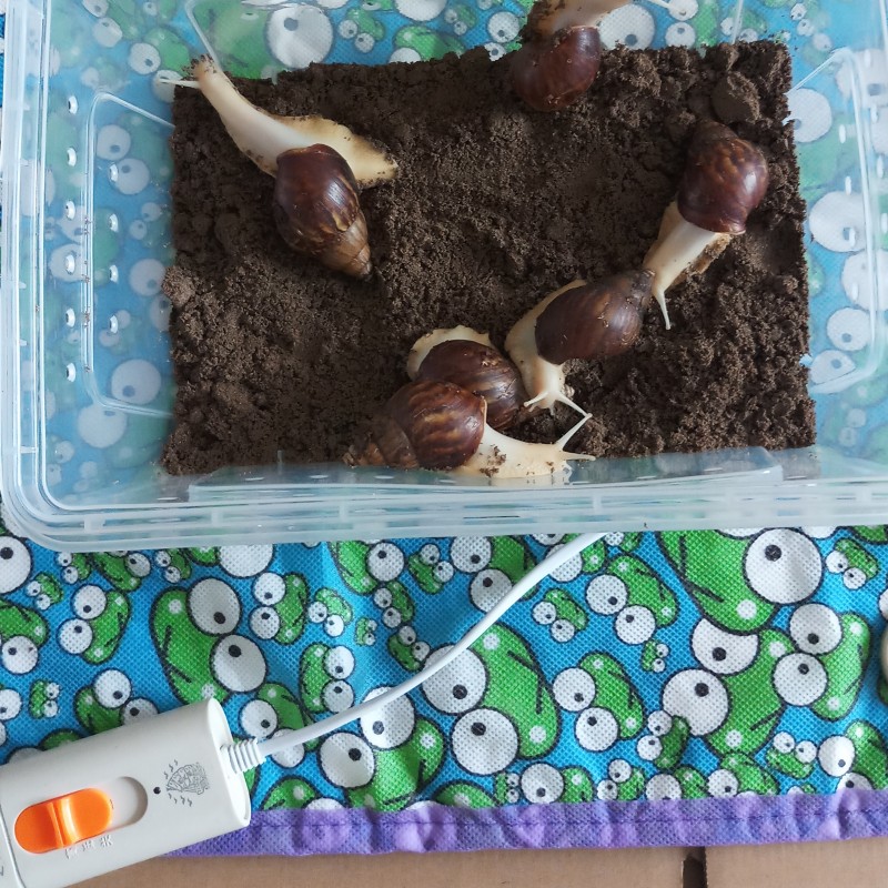 蜗牛加热垫动物发热保温取暖垫宠物爬虫爬宠专用恒温控温器加热片