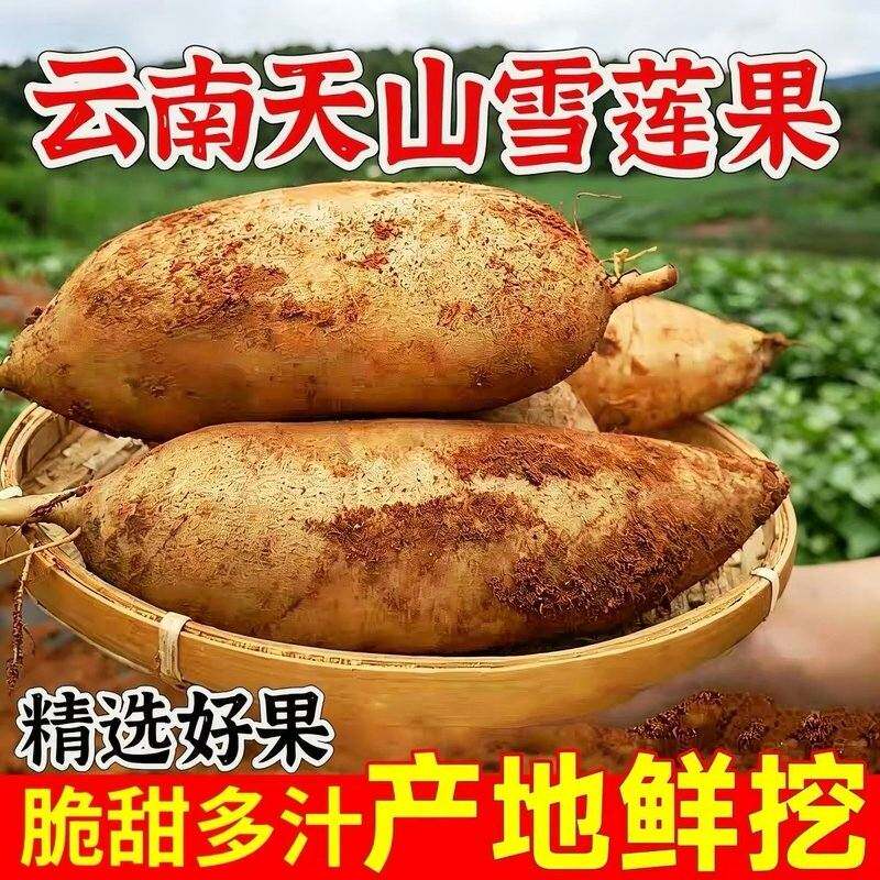清爽脆甜正宗云南雪莲果高山应季新鲜水果黄肉水果脆爽多汁
