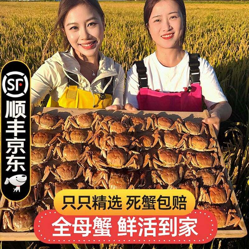 活蟹多发10只盘锦河蟹稻田蟹1-1.3两母蟹共发18只顺丰京东 DS