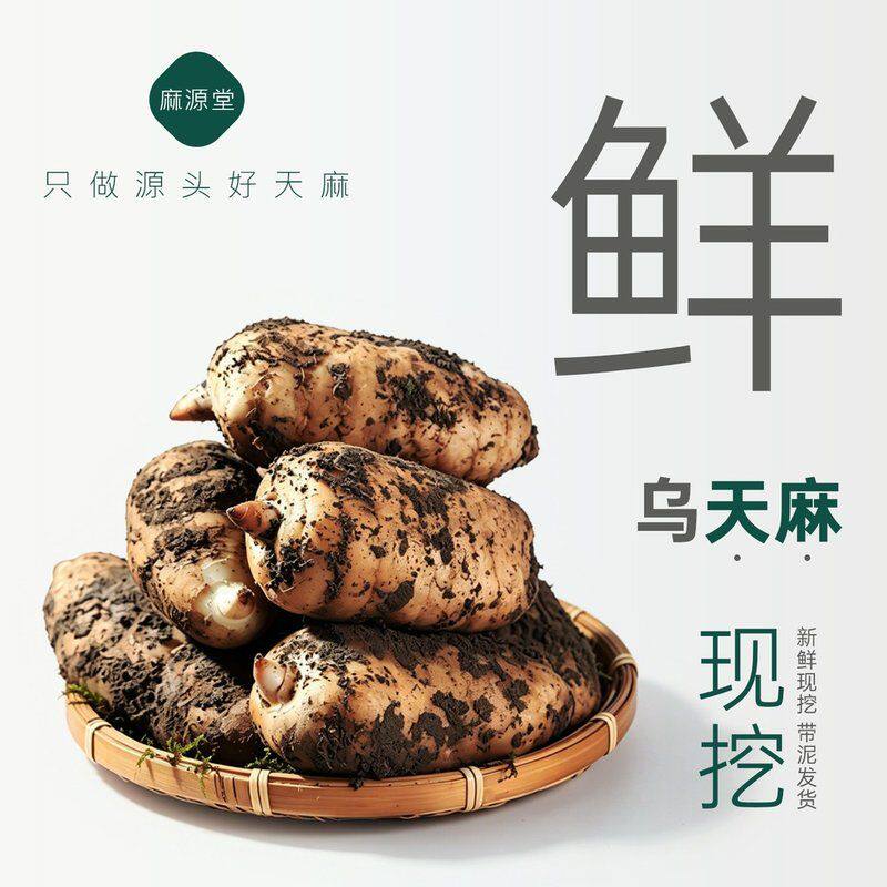 小草坝新鲜天麻云南深山现挖现发产地直销正宗昭通仿天麻