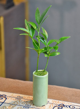 迷你竹柏盆栽笔筒青瓷植物摆件趣味室内桌面茶几绿植掌上盆景好养