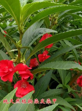 白色凤仙花 新鲜指甲花 小桃红干花瓣花粉染发染甲凤仙透骨草包邮