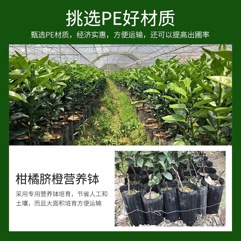 脐橙杯柑橘杯细长方口加厚加高黑色一次性营养钵育苗杯塑料育苗袋