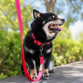 可可哈尼狗狗牵引绳防滑反光尼龙绳狗绳大型犬小型犬遛狗舒适耐用