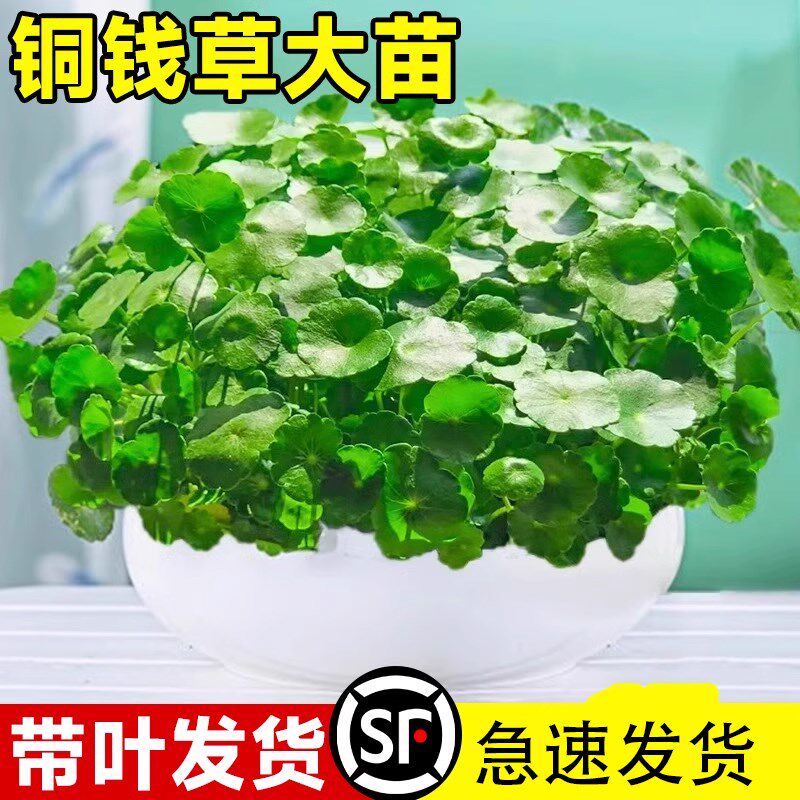 精品大叶铜钱草水培植物室内好养易活水养金钱草客厅旺宅绿植盆栽