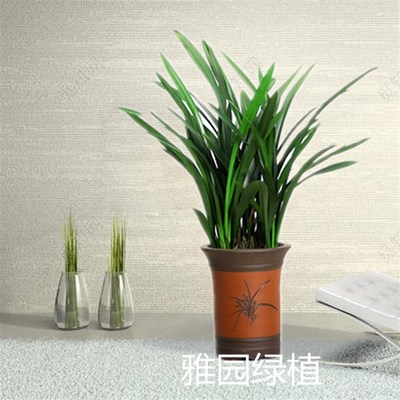济南雅园花卉绿植【兰花】桌面绿植济南满120元免费送货