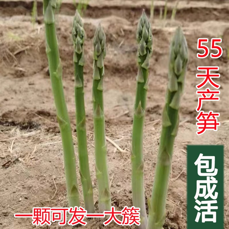 芦笋苗根苗种苗芦笋籽绿色紫色水果芦笋四季蔬菜庭院种植阳台盆栽图片