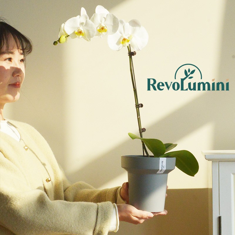 单株蝴蝶兰花盆套盆简约高级家用桌面装饰郁金香兰花多肉盆栽摆件