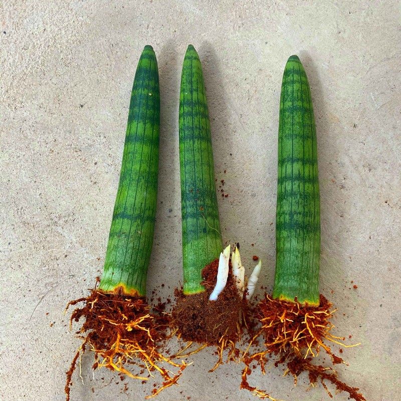 【佛前香】棒叶虎皮兰室内植物四季绿植盆栽花卉养不死的花卉耐活