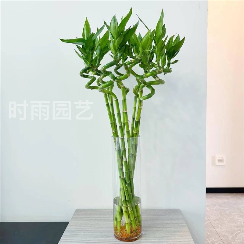 带根转运竹水竹富贵竹植物水养开运竹子盆栽客厅室内招财水培绿植