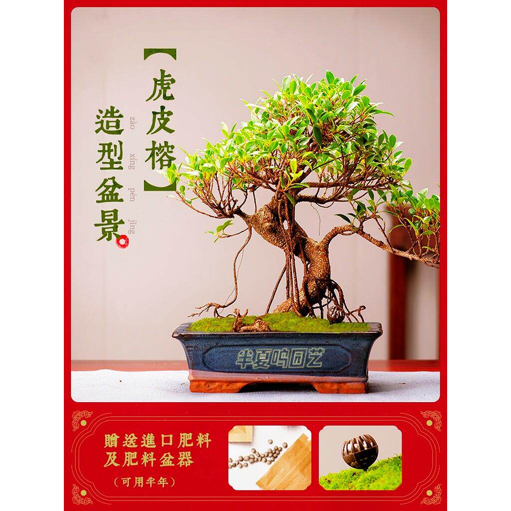 金钱榕小叶榕树盆景矮霸造型老桩虎皮榕兰绿植室内盆栽办公室旺财