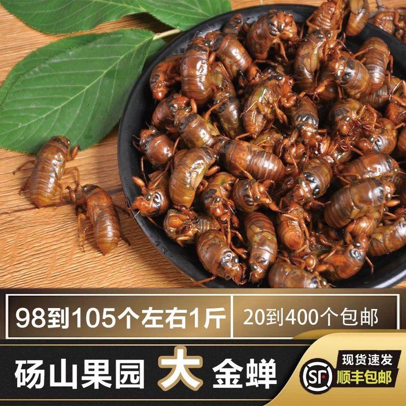 /新鲜速冻金蝉知了猴爬叉可食用特产