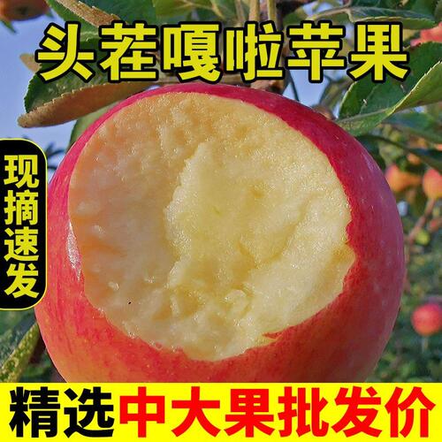 2026头茬嘎啦苹果脆甜新苹果丑苹果自然树熟现摘当季新鲜水果整箱