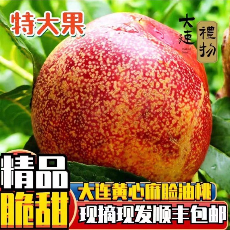 大连麻脸油桃自家种植麻脸油桃新鲜饱满肉厚皮薄