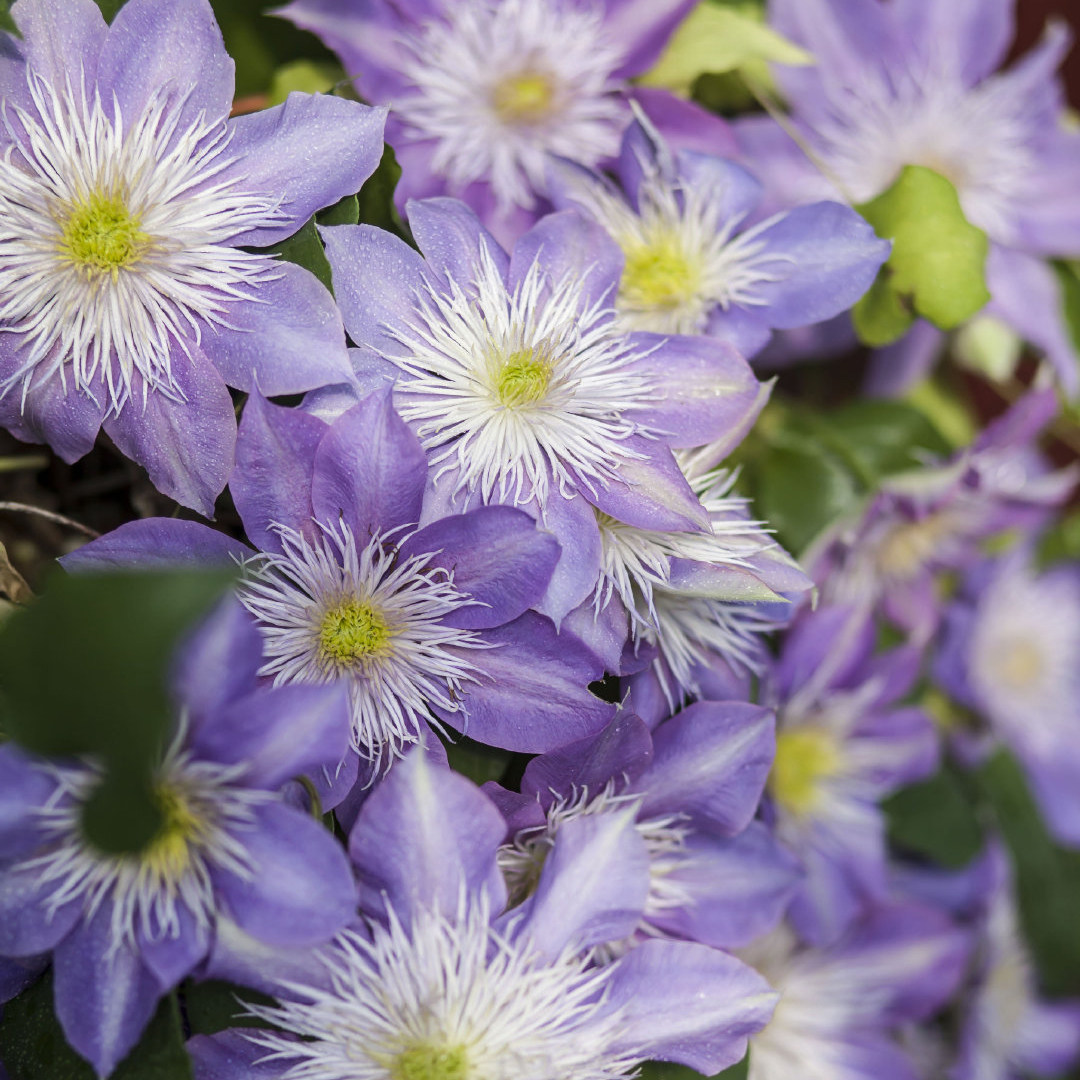 水晶喷泉铁线莲花苗盆栽花卉爬藤植物早花大花庭院阳台可垂吊绿植,鲜花速递/花卉仿真/绿植园艺,绣球/木绣球/木本植物,淘宝优惠券,粉丝福利购,淘宝优惠卷
