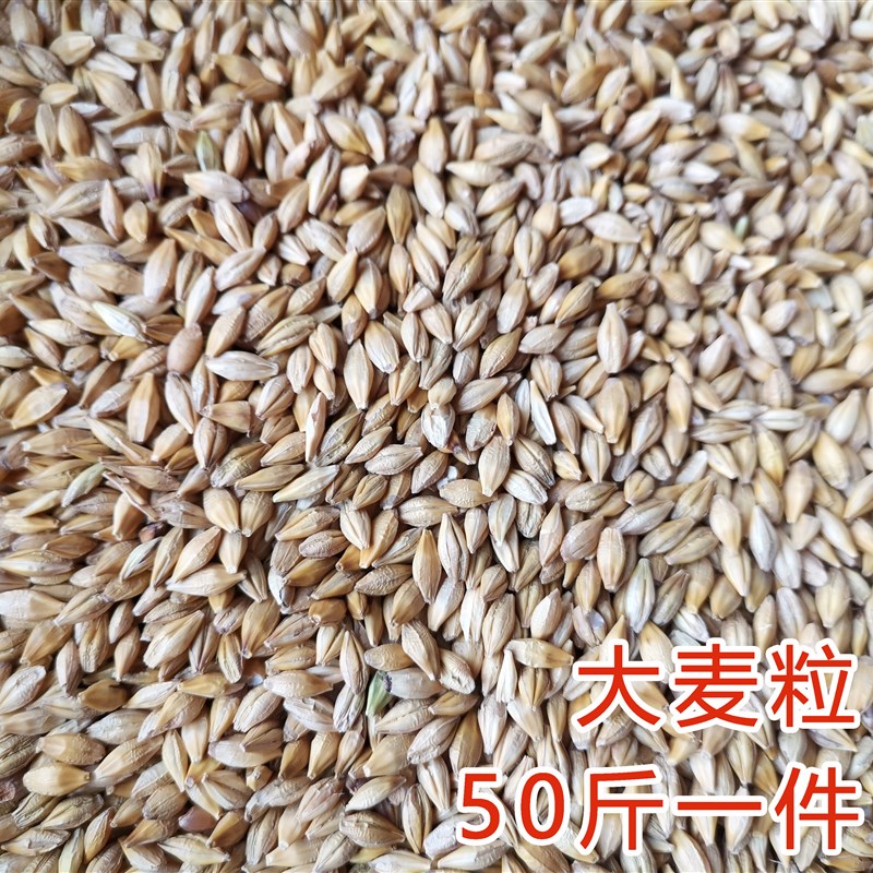 大麦带壳农家鸡鸭鹅饲料大麦粒发芽做麦芽糖鸽粮50斤装酿酒