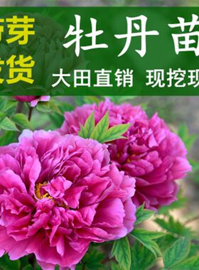 牡丹花苗大苗重瓣芍药庭院阳台盆栽花卉正宗观赏木本老桩牡丹花树
