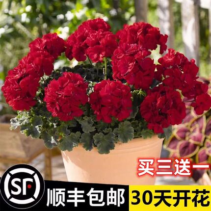 重瓣天竺葵盆栽花苗大花四季开花不断洋绣球苗室内阳台好养的花卉