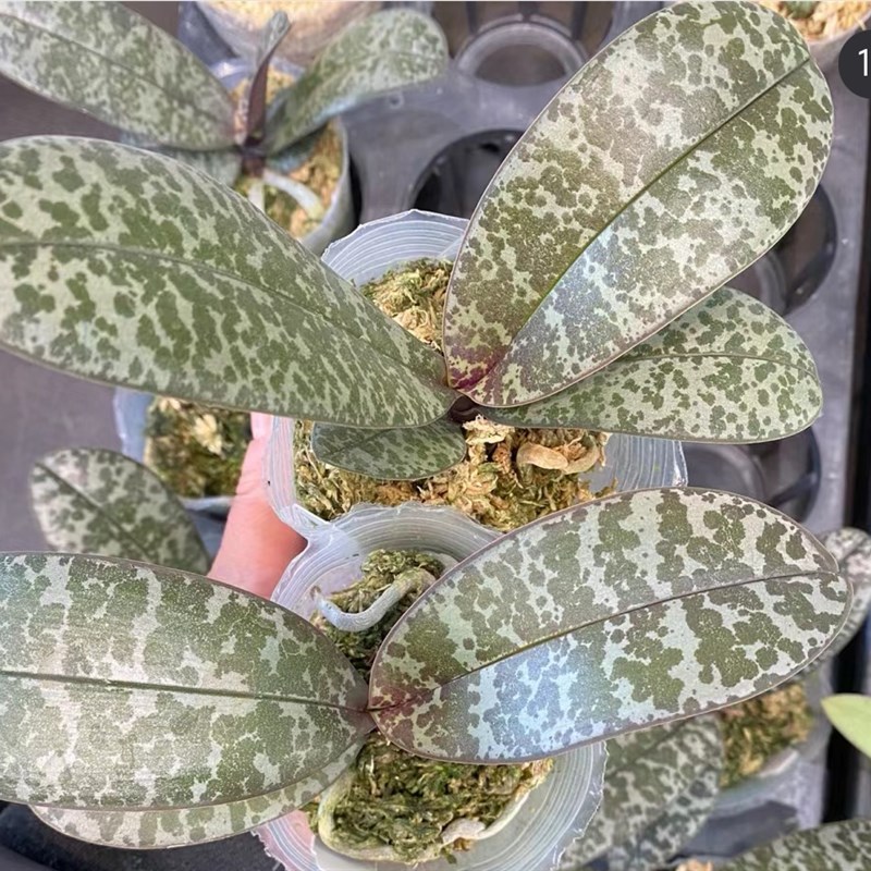 西雷利中苗无花刚换杯加送袋装肥水