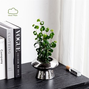 卷福卷叶榕室内桌面客厅银色盆栽北欧风家居摆件创意礼物好养绿植