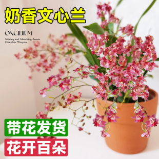 文心兰盆栽带花苞梦香兰花卉绿植室内客厅植物跳舞兰四季花苗好养