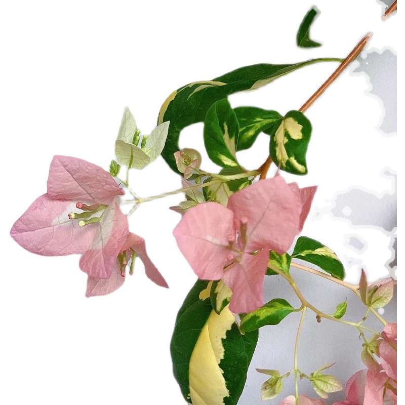 (金星橙白)三角梅四季开花绿植盆栽花卉爬藤植物勤花品种