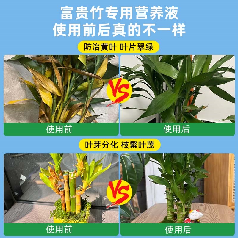 富贵竹营养液专用治黄叶生根水培植物竹子龙竹转运竹观音竹通用型