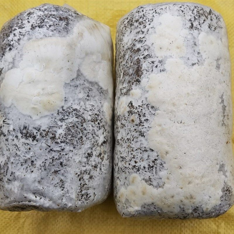 平菇菌种玉米芯种植平菇栽培三级种1包大包食用菌盆栽喷水出菇
