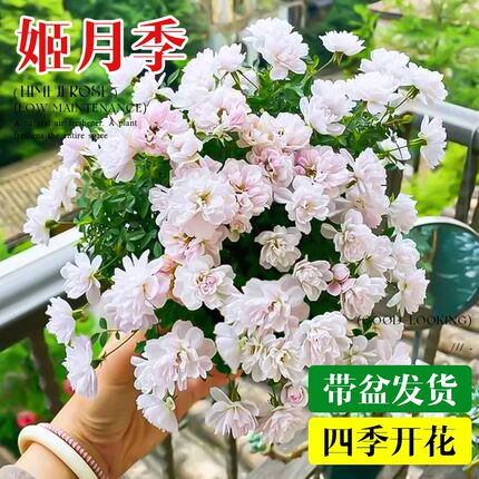 姬月季玫瑰植物迷你微型姬乙女盆景室内桌面绿植花卉盆栽四季开花