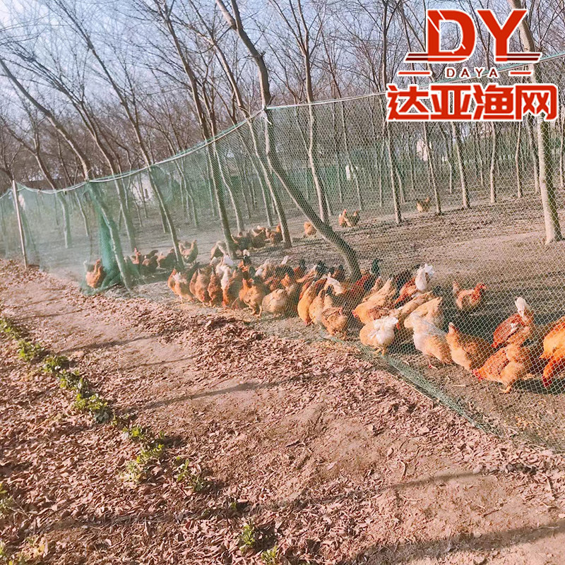 隔离网菜园围栏防护网养鸡网养殖围网鸡网拦鸡网尼龙网家禽安全网