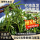 盐渍鞭炮笋霞浦特产长寿菜马尾藻免洗凉拌火锅食材海藻新货旗舰店