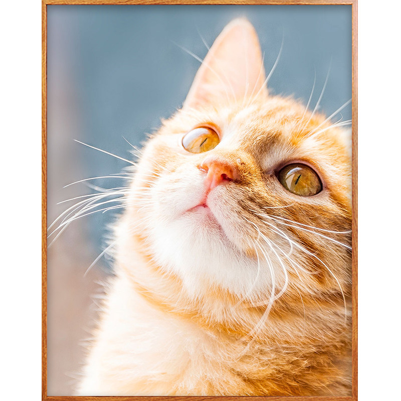 佳彩天颜 数字油画填充爱大脸小橘猫手绘萌宠治愈客厅油彩画