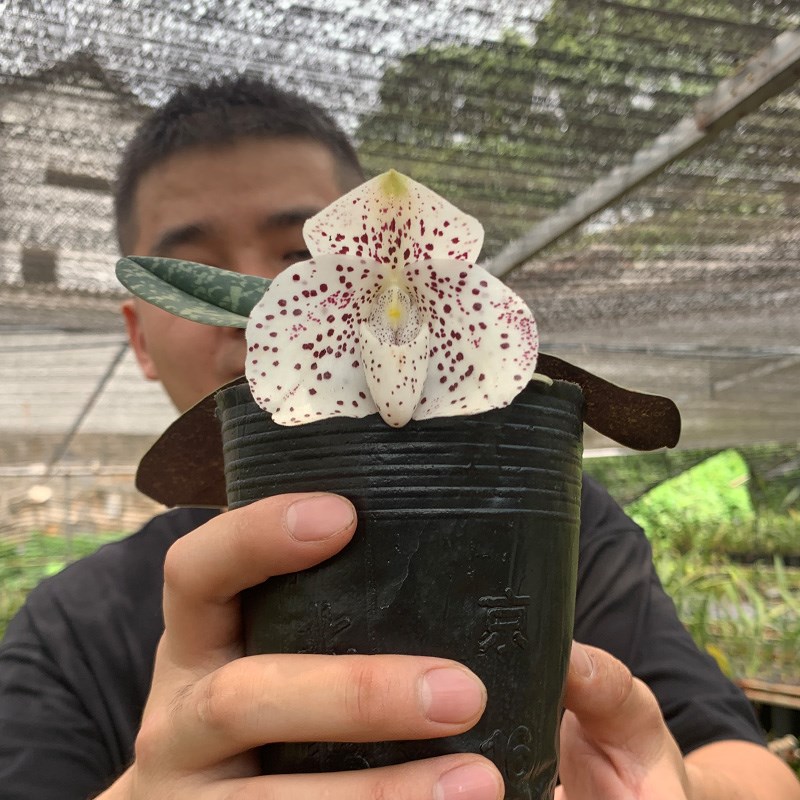 匠人花圃巨瓣兜兰花植物盆栽硬叶肉饼大花室内好养绿植花卉同色苗