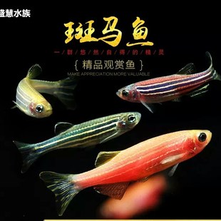 观赏鱼淡水孔雀鱼活鱼热带鱼精品好养小型灯科鱼红绿灯宝莲灯玛丽