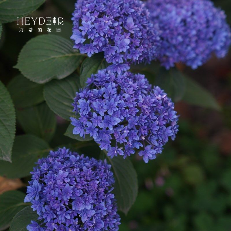 海蒂的花园贵安大花重瓣可调色绣球花阳台庭院花卉木本植物盆栽苗,鲜花速递/花卉仿真/绿植园艺,绣球/木绣球/木本植物,淘宝优惠券,粉丝福利购,淘宝优惠卷