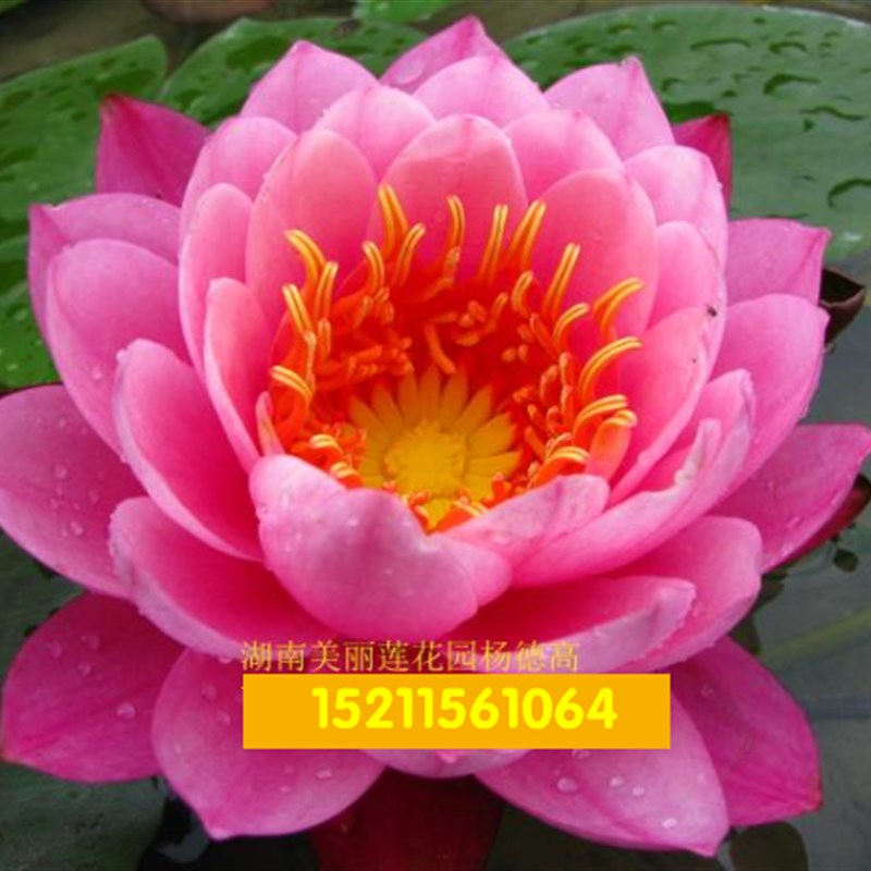 莹宝石 中大型红粉睡莲种茎 池塘栽种 水缸植 湖南美丽莲花园老杨