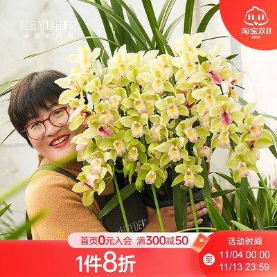 海蒂的花园年宵花兰花大花蕙兰盆栽带花苞花卉植物室内花客厅阳台