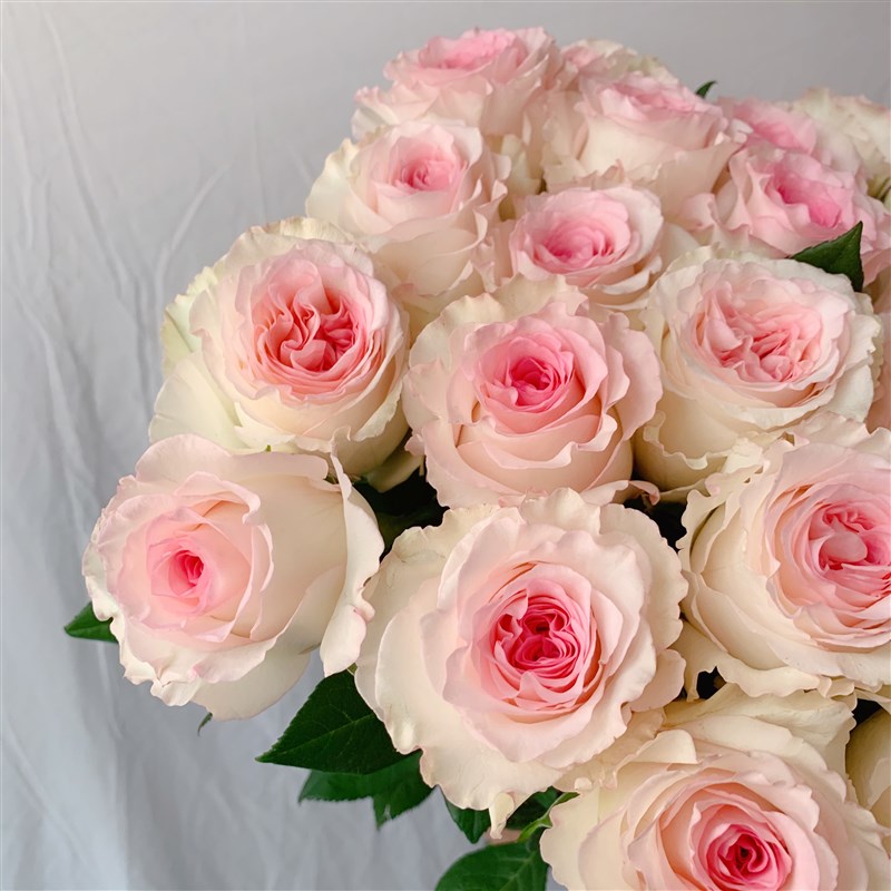 铃兰家  洛神 超新品切花玫瑰花苗盆栽阳台月季切花花卉包对版