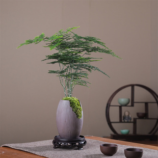 文竹盆栽植物室内绿化四季迷你办公室绿植摆件桌面好养创意小盆景