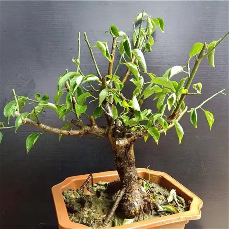 绿梅绿萼梅盆景梅l花老桩庭院树苗抗寒耐冻花卉室外植物原生浓香