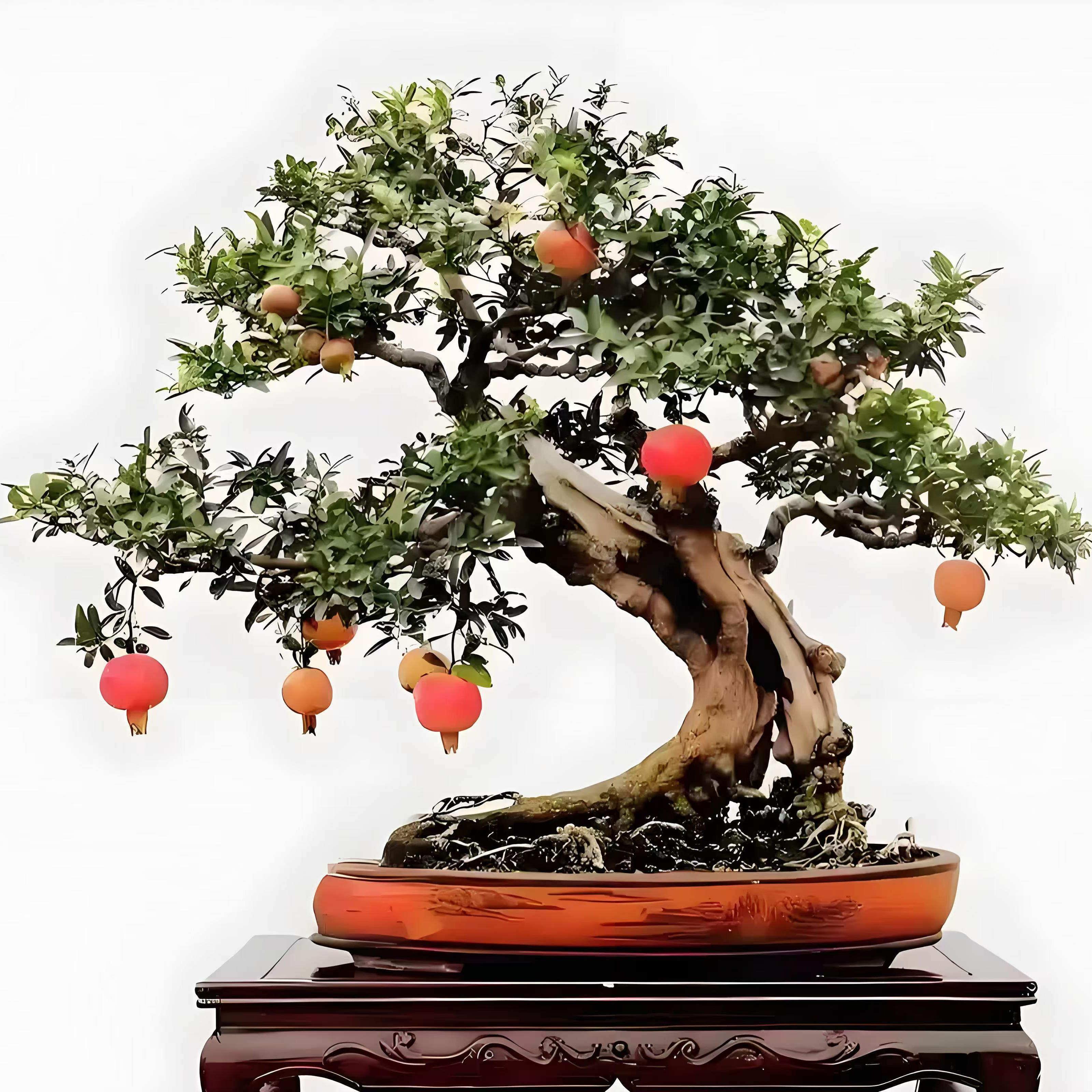 庭院石榴 盆栽地栽南方北方种植石榴盆栽地栽