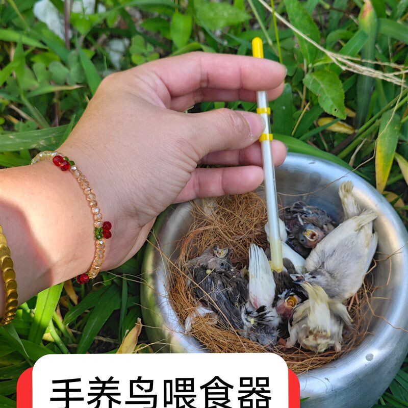 鸡蛋米,手养鸟奶粉鸡蛋米喂食器文鸟玉鸟珍珠七彩小型鸟手养喂食图片