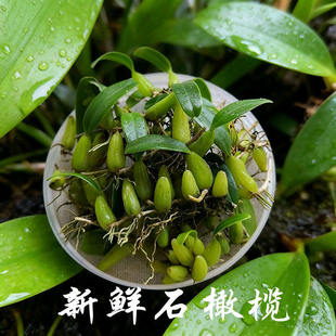 现发石橄榄新鲜广西石橄榄双叶石仙桃炖汤补品中小号福建石橄榄