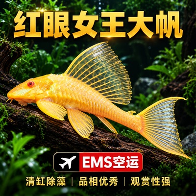 女王大帆清道夫鱼缸清洁工吃粪便淡水鱼好养耐活热带观赏大胡子鱼
