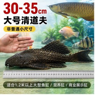 鱼缸清洁工金苔鼠鱼活体观赏热带淡水吃屎垃圾粪便清理藻类清道夫