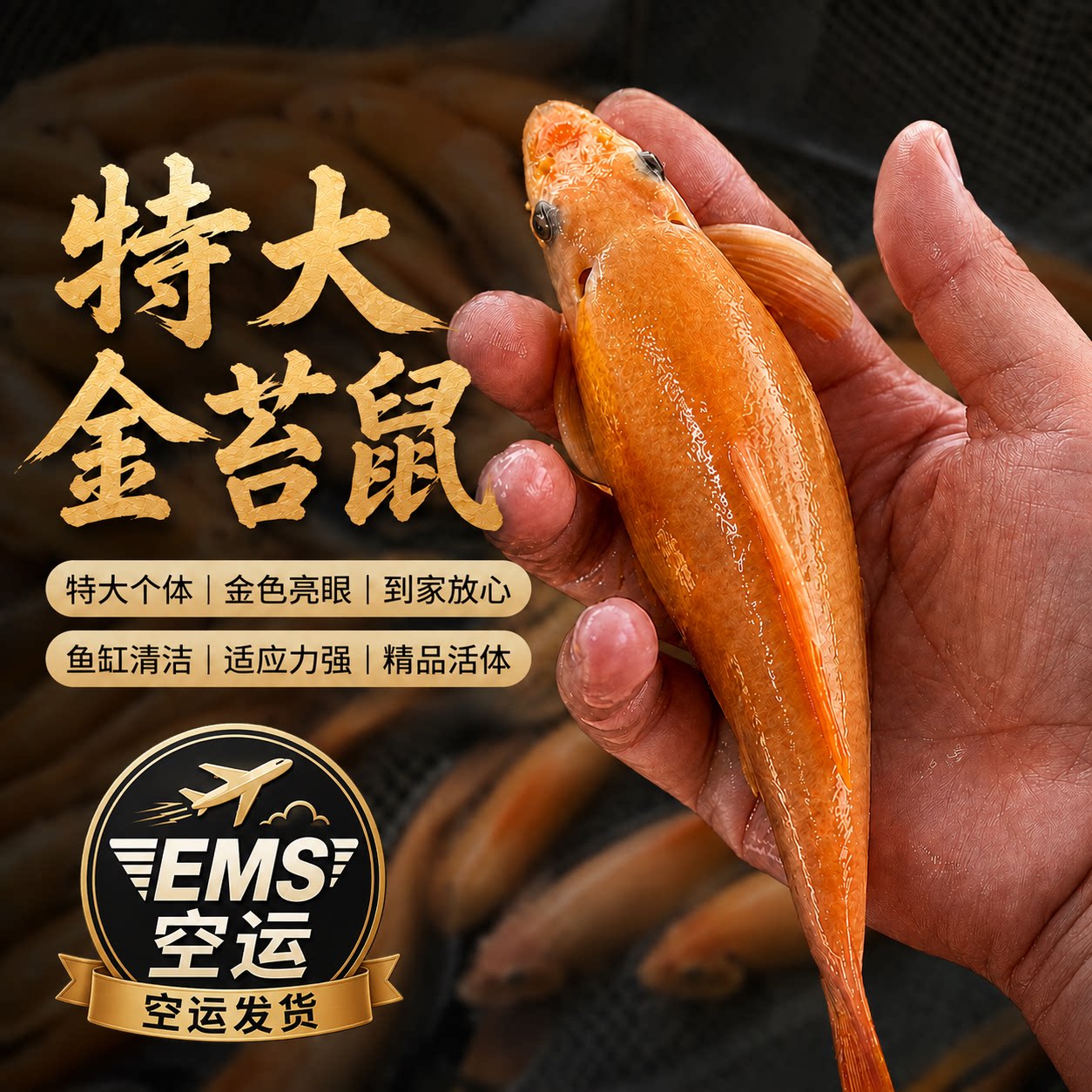 鱼缸清洁工特大尺寸金苔鼠活体观赏热带淡水吃垃圾清理藻类清道夫