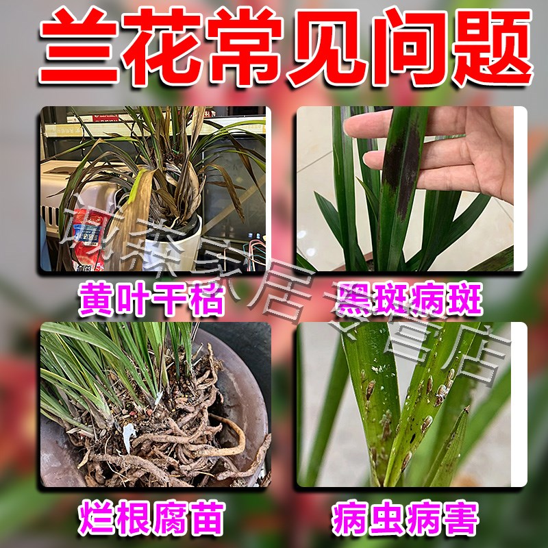 兰花复活液植物强力生根剂黄叶光杆焦尖黑斑病叶斑炭疽药